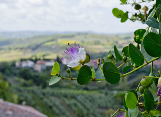 caper flower