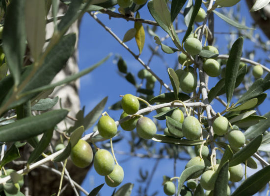 les olives
