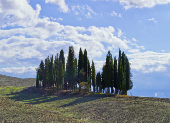 cypress trees